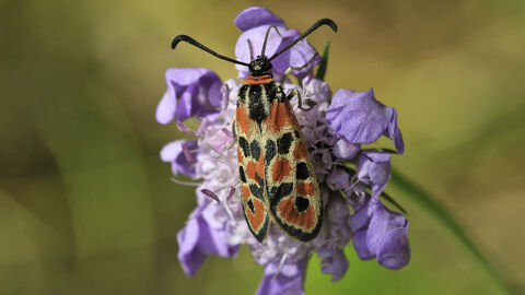 Das Glückswidderchen auf einer Skabiosa-Pflanze