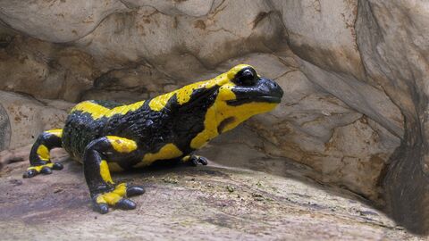 Quartiere für Feuersalamander geschaffen