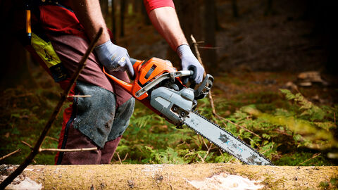 Baumfällarbeiten mit Motorsäge