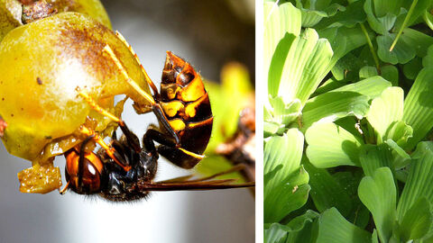 Invasive Arten: Asiatische Hornisse und Wassersalat 