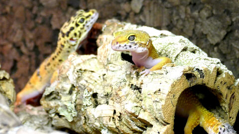 Geckos in einer Korkröhre