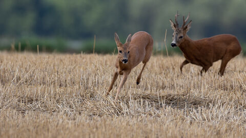 Blattzeit von Mitte Juli bis August