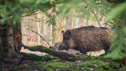 Wildschwein im Wald