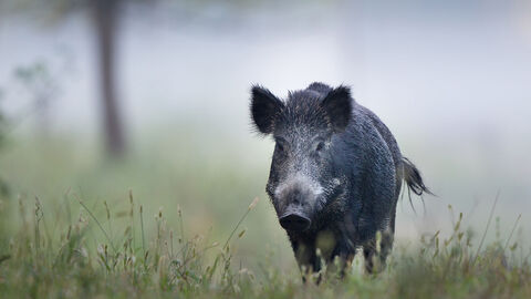 Afrikanische Schweinepest Wildschwein steht auf einer Wiese im Nebel