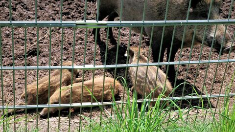 Ein Wildschwein mit Ferkeln