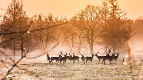 Damwild in Nordhessen: Obere Jagdbehörde und HessenForst klären auf