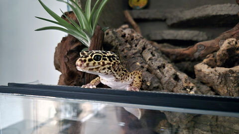 Keine Exoten unterm Weihnachtsbaum: RP Kassel rät von unüberlegtem Tierkauf ab