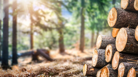 Wald mit Lichtung im Vordergrund befindet sich ein Holzpolter